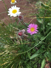 Erigeron uniflorus