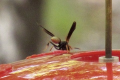 Polistes comanchus navajoe