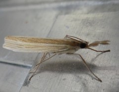 Orocrambus angustipennis
