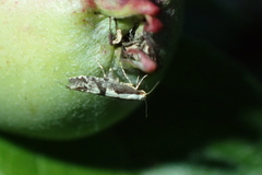 Argyresthia conjugella