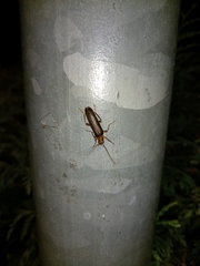 Nacerdes carniolica