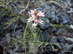Astragalus bergii