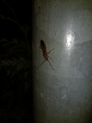 Nacerdes carniolica