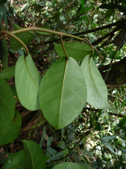 Ficus leonensis