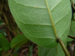 Ficus leonensis