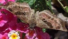 Antigonus funebris