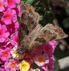 Antigonus funebris