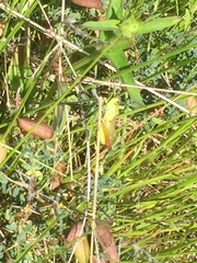 Chorthippus apicalis