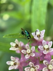 Perilampidae