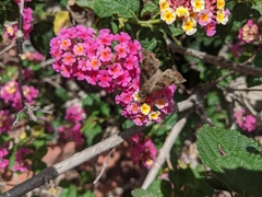 Antigonus funebris