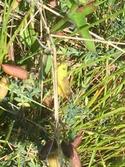 Chorthippus apicalis