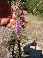 Liatris aestivalis