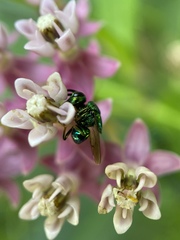 Perilampidae