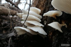 Pleurotus albidus