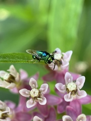 Perilampidae