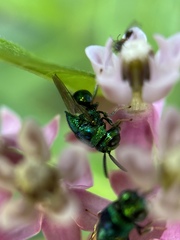 Perilampidae