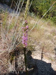 Liatris aestivalis