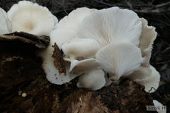 Pleurotus albidus