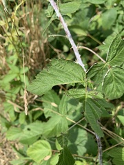 Rubus