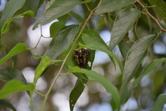 Araneus bicentenarius image
