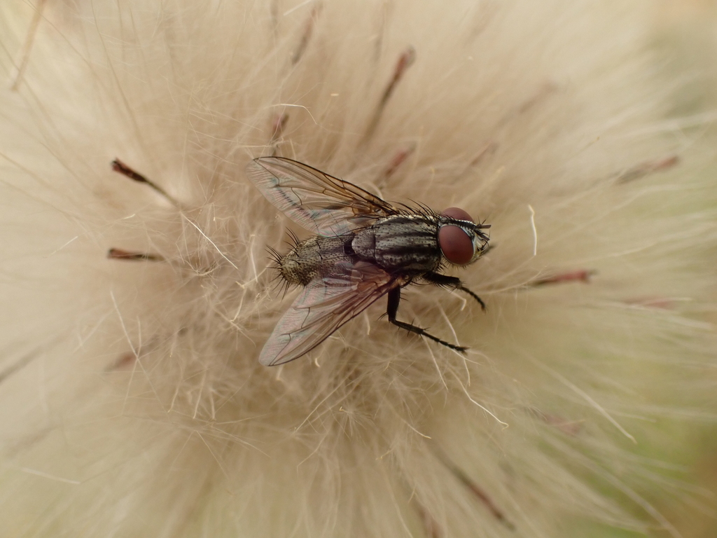 Blaesoxipha plumicornis