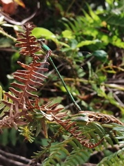 Chalcolestes viridis