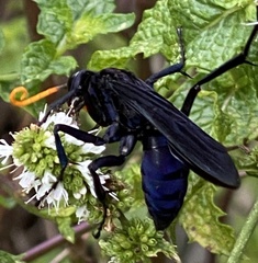 Pepsis menechma
