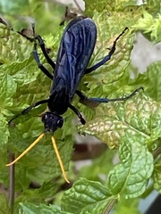 Pepsis menechma