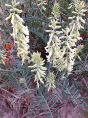 Astragalus racemosus