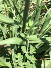 Euphorbia stictospora
