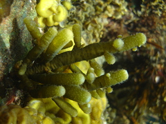 Splachnidium rugosum