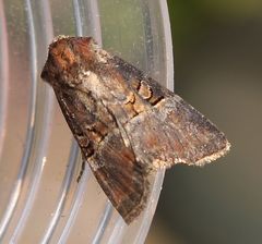 Mesoligia literosa