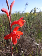 Watsonia fergusoniae