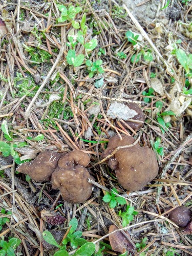 Elastic Saddle (Helvella elastica)