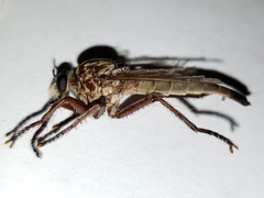 Proctacanthus gracilis