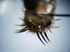 Proctacanthus gracilis