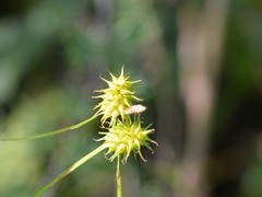 Carex cryptolepis