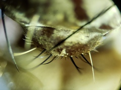 Proctacanthus gracilis