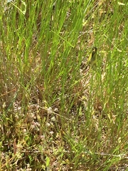 Libelloides longicornis