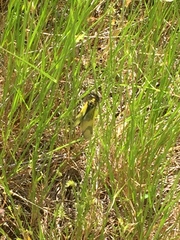 Libelloides longicornis