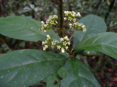 Eumachia cupulicalyx