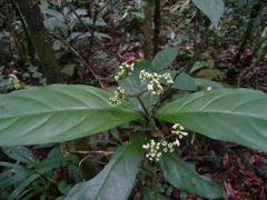 Eumachia cupulicalyx