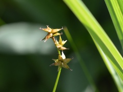 Carex interior
