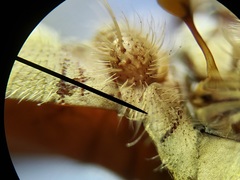 Proctacanthus gracilis