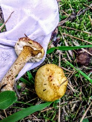 Suillus sibiricus