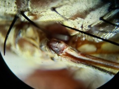 Proctacanthus gracilis