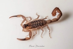 Centruroides marcanoi