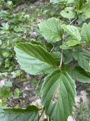 Viburnum alabamense