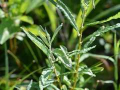 Salix candida