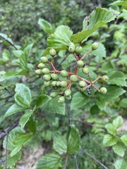 Viburnum alabamense